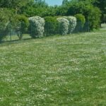 background, green meadow, beautiful wallpaper